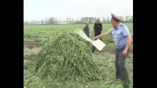 Менты сжигают коноплю под спайсом бутиратом наркотой и грибами!