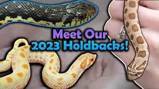 The Baby Snakes Were Keeping from 2023!