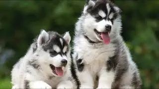 лай собак хаски 