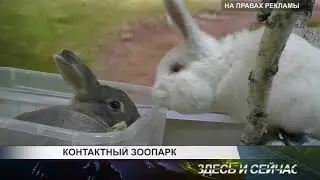 контактный зоопарк