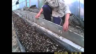 как выращивать огурец-подготовка земли часть 1