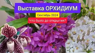 Выставка орхидей Орхидиум 2024 сентябрь. Куда смотреть, что покупать. От первого лица участни