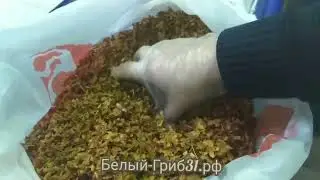 Чашелистик морошки. Белый-гриб31.рф. Продажа