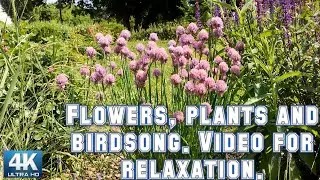 Flowers, plants and birdsong. Video for relaxation. Nature Relaxation Video in 4K Ultra HD