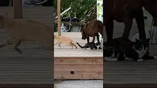Ревность это…