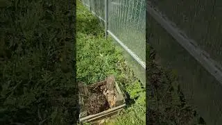 пчела трутовка потерялась