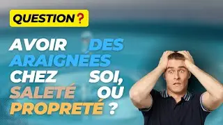 AVOIR DES ARAIGNEES DANS SON LOGEMENT : PROPRETE OU SALETE