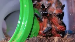 TARANTULA MOLTING PROCESS IN 4K - BRACHYPELMA BOEHMEI