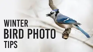 Bird Photography in the Winter: Emilie Talpins 5 Tips