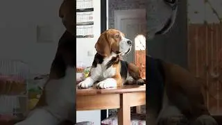 Вон бабушка гАля приехала😁 