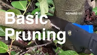 Basic pruning - a beginners guide