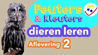 First Words Toddlers - Learn Animals in Dutch Episode 2 - Toddler Coddler