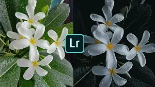 How to edit dark greentone on Lightroom | background colour change Editing