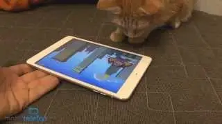 Игры для кошек на iPad: Game for Cats, Paint for Cats и Catzilla