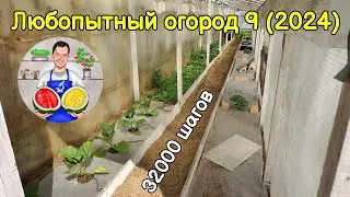 Любопытный огород 9 (2024). 32000 шагов.