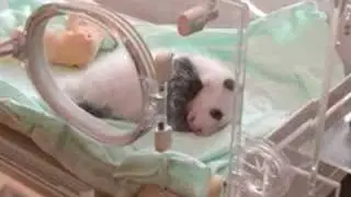 Growing Panda in 120 Days™