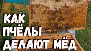 Как пчёлы делают мёд