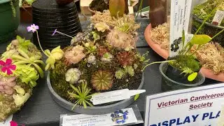 Amazing Displays of Carnies