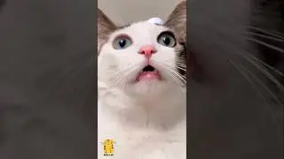 Funny Cat & Cute Kittens394😻 