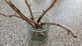 Размножение черной смородины черенками весной