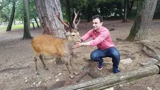 Todaiji Park, Nara, Japan.