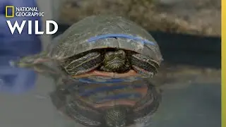 A Turtle With a Cracked Shell | Heartland Docs, DVM