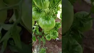 УСКОРИТЬ СОЗРЕВАНИЕ ТОМАТОВ ПРОСТО!!!