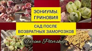 Эониумы. Гриновия. Сад после возвратных заморозков.