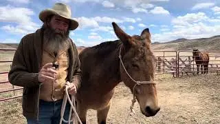 Reba #1. - Changing Heart and Mind of a Herd-Bound Mule