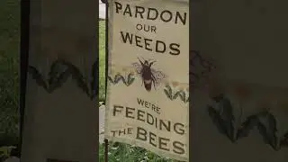 Pardon our weeds ,we are feeding the bees...