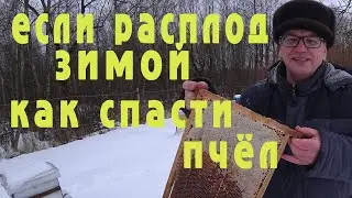 Появился расплод в середине зимы.  Как спасти пчёл.