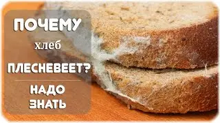 Как хранить хлеб, чтобы он не черствел и не плесневел?