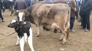 Yozyovon Mol Bozori  Narxlar Juda Arzon Boldi