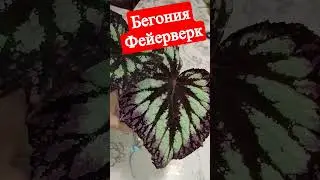 Бегония Фейерверк #shorts