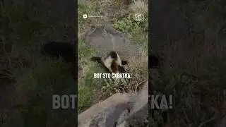 Чьё кунг-фу сильнее? #природа #животные #юмор #рго