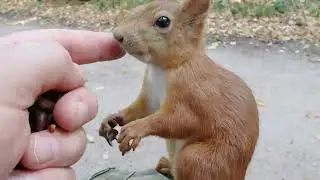 Пару дней не видел Ушастика, но голодный Ушастик меня нашёл / A familiar squirrel found me