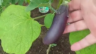 О профилактике недостатка микроэлементов, подкормка  магбором