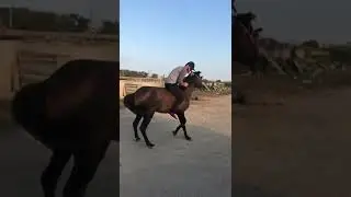 Ислам махачив на лошиде 