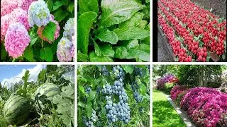 ☝👩🏻‍🌾🌱КАКИЕ РАСТЕНИЯ НЕЛЬЗЯ ПОДКАРМЛИВАТЬ ДРЕВЕСНОЙ ЗОЛОЙ