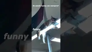 Самые смешные ЖИВОТНЫЕ #183. Веселые приключения пушистиков #shortsvideo #cat #animals #смешныекоты