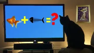 Умный кот! Это НЕ постановочное видео! Существа живущие на экране называются - скринмейты.