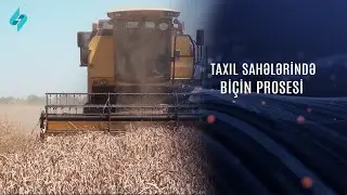 Taxıl sahələrində biçin prosesi @Kanal-S