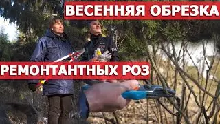 Обрезка повторно цветущих гибридов ругоз с Ольгой Чиненковой