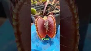 Venus Fly Trap 😨