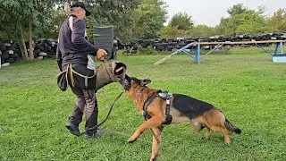 Super handsome and obedient German Shepherd male Jason (2 years old). 