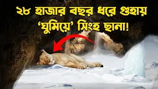 ২৮ হাজার বছর ধরে গুহায় ‘ঘুমিয়ে’ সিংহছানা!