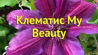 Клематис Май Бьюти. Краткий обзор, описание характеристик clematis my beauty My Beauty