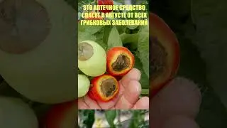СЕКРЕТ СПАСЕНИЯ ТОМАТОВ,ОГУРЦОВ ОТ ВСЕХ ГРИБКОВЫХ ЗАБОЛЕВАНИЙ.ОБРАБОТАЙ В АВГУСТЕ