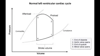 Normal left ventricular cardiac cycle