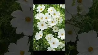 Ещё не поздно посеять цветы или купить семена для посева в мае в открытый грунт ❤